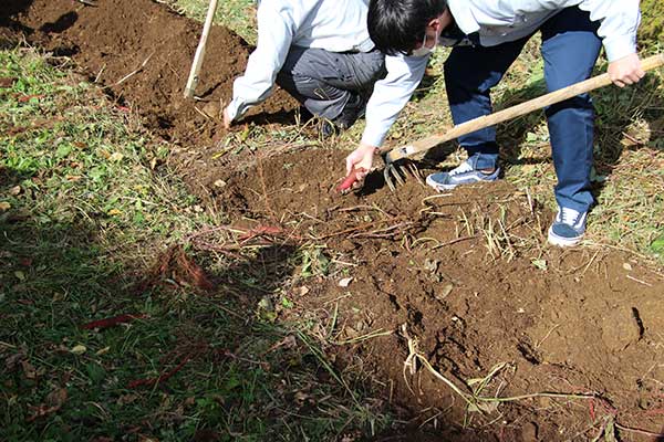 芋掘り